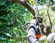 Formuojame brandžius medžius: profesionalus arboristas pataria, kaip nesuklysti
